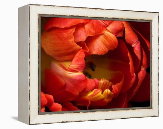 Double Trouble Tulip-Magda Indigo-Framed Premier Image Canvas