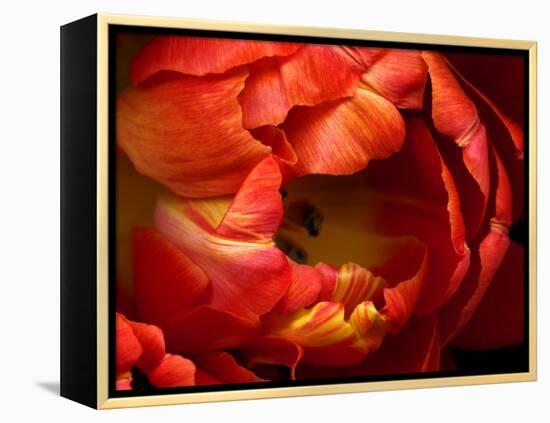 Double Trouble Tulip-Magda Indigo-Framed Premier Image Canvas