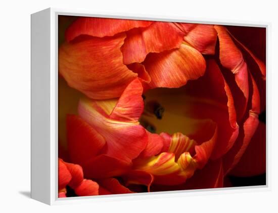 Double Trouble Tulip-Magda Indigo-Framed Premier Image Canvas