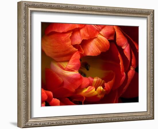 Double Trouble Tulip-Magda Indigo-Framed Photographic Print