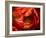 Double Trouble Tulip-Magda Indigo-Framed Photographic Print