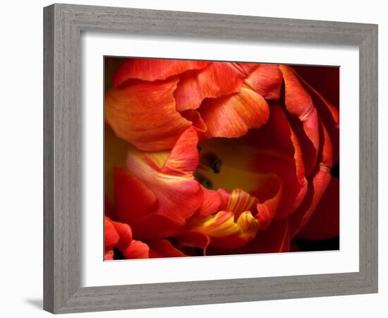 Double Trouble Tulip-Magda Indigo-Framed Photographic Print