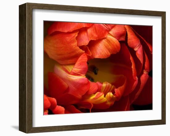 Double Trouble Tulip-Magda Indigo-Framed Photographic Print