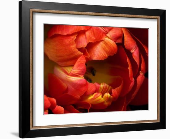 Double Trouble Tulip-Magda Indigo-Framed Photographic Print