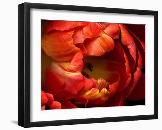 Double Trouble Tulip-Magda Indigo-Framed Photographic Print