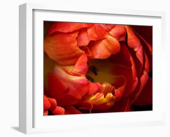 Double Trouble Tulip-Magda Indigo-Framed Photographic Print