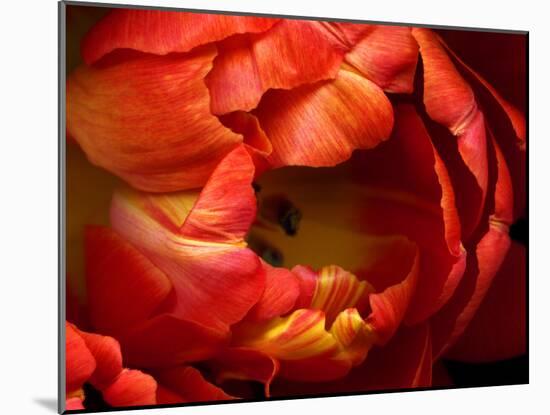 Double Trouble Tulip-Magda Indigo-Mounted Photographic Print