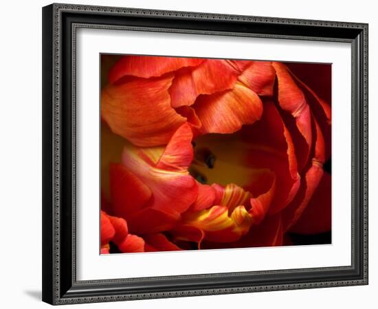 Double Trouble Tulip-Magda Indigo-Framed Photographic Print