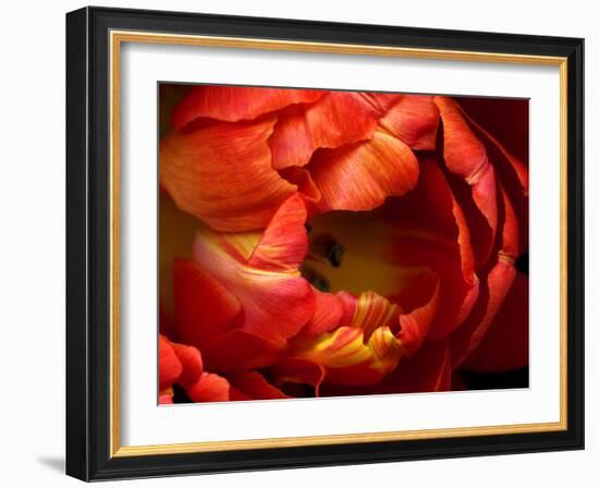 Double Trouble Tulip-Magda Indigo-Framed Photographic Print