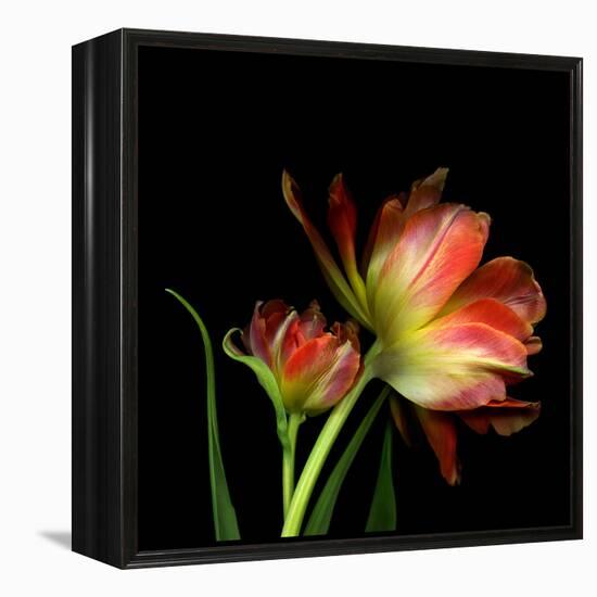 Double Trouble-Magda Indigo-Framed Premier Image Canvas