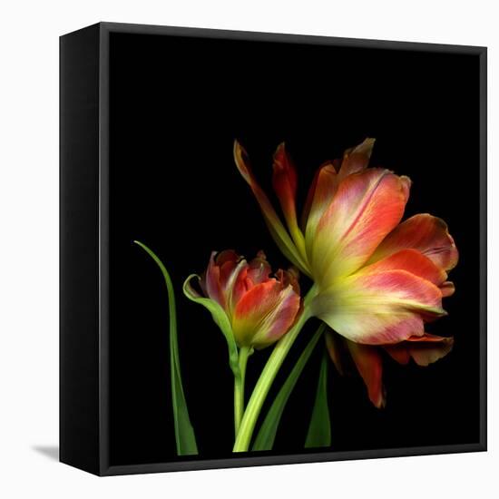 Double Trouble-Magda Indigo-Framed Premier Image Canvas