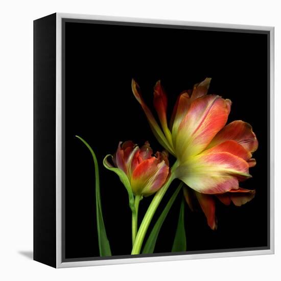 Double Trouble-Magda Indigo-Framed Premier Image Canvas