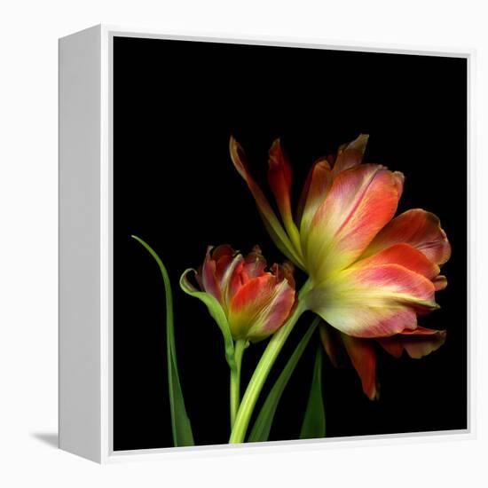 Double Trouble-Magda Indigo-Framed Premier Image Canvas