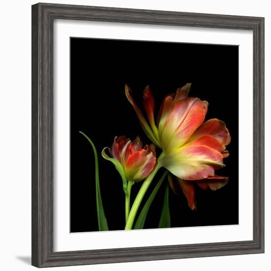 Double Trouble-Magda Indigo-Framed Photographic Print