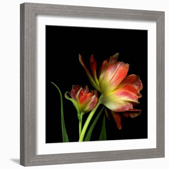 Double Trouble-Magda Indigo-Framed Photographic Print