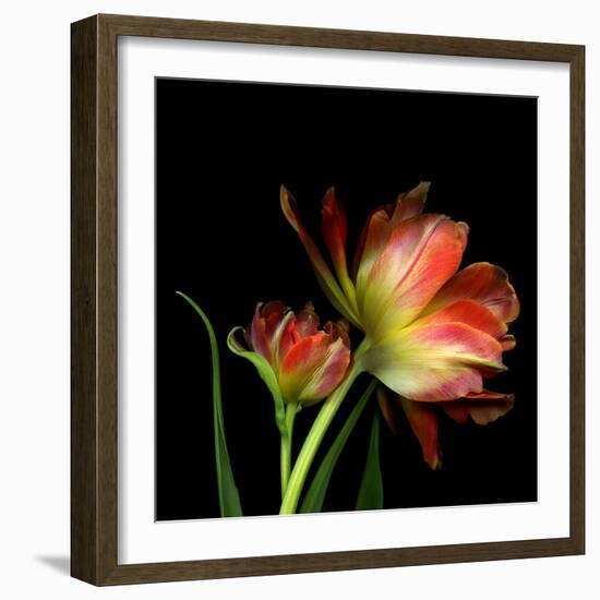 Double Trouble-Magda Indigo-Framed Photographic Print