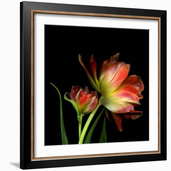 Double Trouble-Magda Indigo-Framed Photographic Print