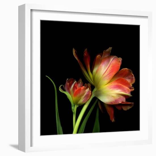 Double Trouble-Magda Indigo-Framed Photographic Print