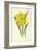 Double Trumpet Daffodil-Frederick Edward Hulme-Framed Giclee Print