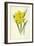 Double Trumpet Daffodil-Frederick Edward Hulme-Framed Giclee Print