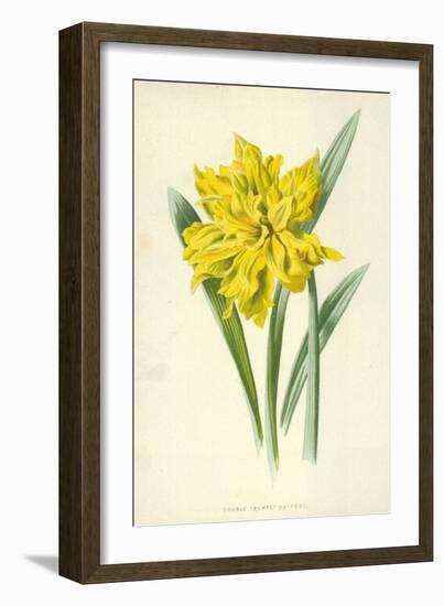 Double Trumpet Daffodil-Frederick Edward Hulme-Framed Giclee Print