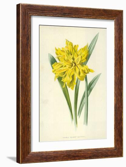 Double Trumpet Daffodil-Frederick Edward Hulme-Framed Giclee Print