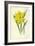 Double Trumpet Daffodil-Frederick Edward Hulme-Framed Giclee Print