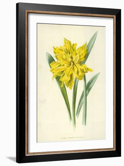 Double Trumpet Daffodil-Frederick Edward Hulme-Framed Giclee Print