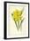 Double Trumpet Daffodil-Frederick Edward Hulme-Framed Giclee Print