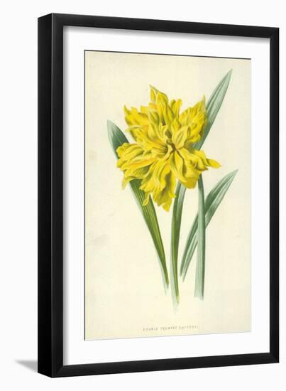 Double Trumpet Daffodil-Frederick Edward Hulme-Framed Giclee Print