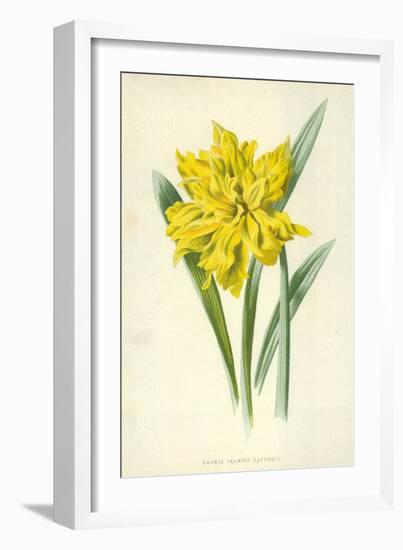 Double Trumpet Daffodil-Frederick Edward Hulme-Framed Giclee Print