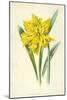 Double Trumpet Daffodil-Frederick Edward Hulme-Mounted Giclee Print