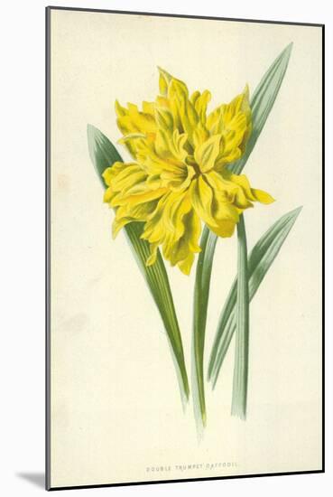 Double Trumpet Daffodil-Frederick Edward Hulme-Mounted Giclee Print