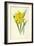 Double Trumpet Daffodil-Frederick Edward Hulme-Framed Giclee Print