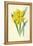 Double Trumpet Daffodil-Frederick Edward Hulme-Framed Premier Image Canvas