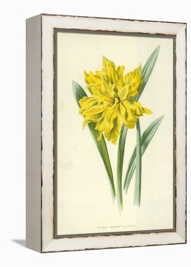 Double Trumpet Daffodil-Frederick Edward Hulme-Framed Premier Image Canvas