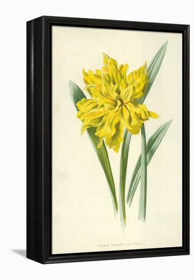 Double Trumpet Daffodil-Frederick Edward Hulme-Framed Premier Image Canvas