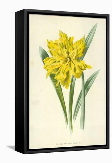 Double Trumpet Daffodil-Frederick Edward Hulme-Framed Premier Image Canvas