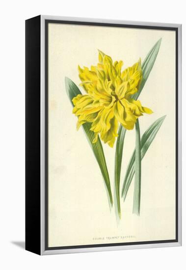 Double Trumpet Daffodil-Frederick Edward Hulme-Framed Premier Image Canvas