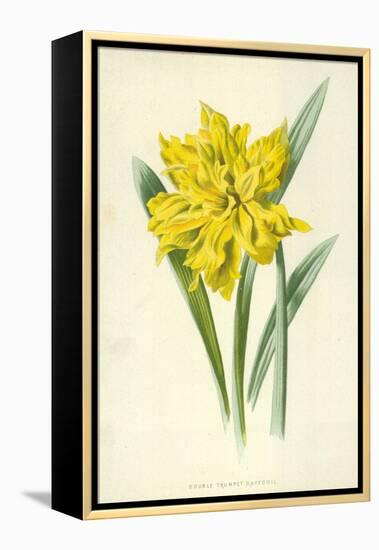 Double Trumpet Daffodil-Frederick Edward Hulme-Framed Premier Image Canvas