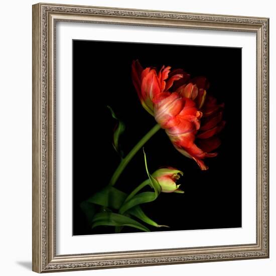 Double Tulip and Bud-Magda Indigo-Framed Photographic Print