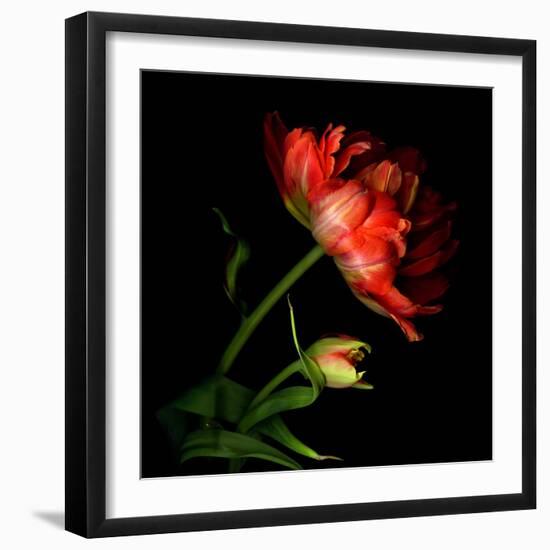 Double Tulip and Bud-Magda Indigo-Framed Photographic Print