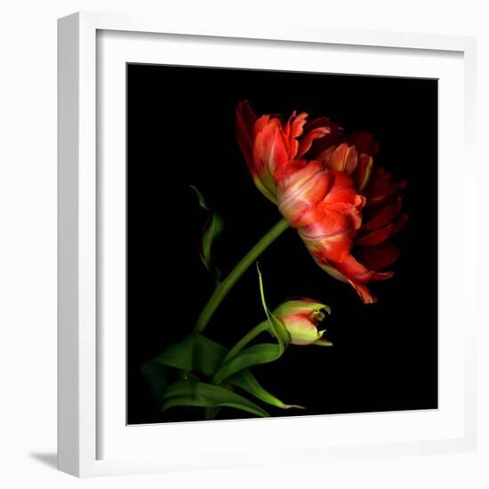 Double Tulip and Bud-Magda Indigo-Framed Photographic Print