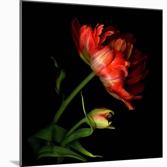 Double Tulip and Bud-Magda Indigo-Mounted Photographic Print