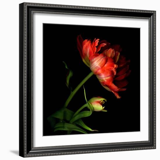 Double Tulip and Bud-Magda Indigo-Framed Photographic Print