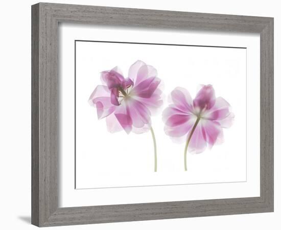 Double Tulip-Judy Stalus-Framed Art Print