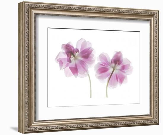 Double Tulip-Judy Stalus-Framed Art Print