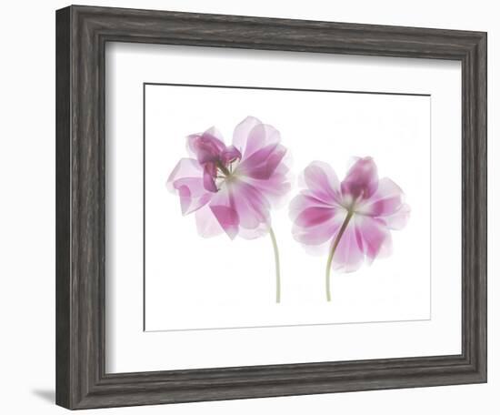 Double Tulip-Judy Stalus-Framed Art Print