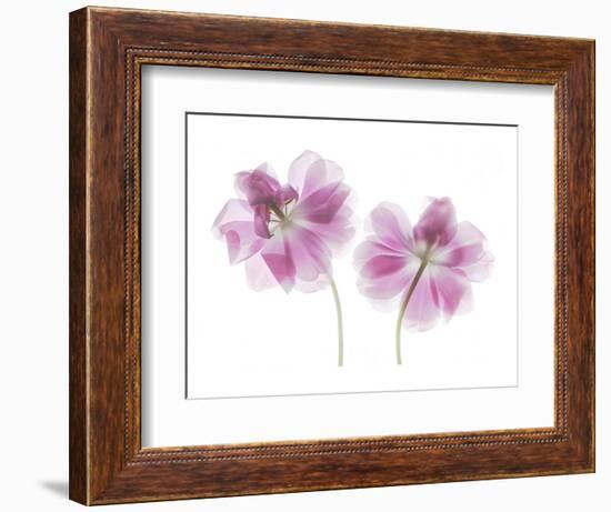 Double Tulip-Judy Stalus-Framed Art Print