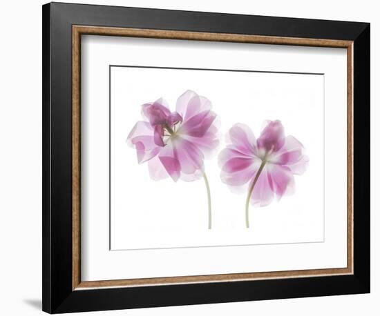 Double Tulip-Judy Stalus-Framed Art Print